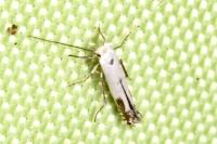 Lyonetia clerkella