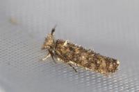 Ochsenheimeria taurella
