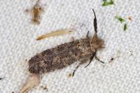 Ochsenheimeria taurella