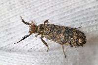 Ochsenheimeria taurella