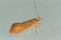 Crassa unitella