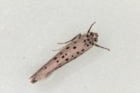 Yponomeuta sedella