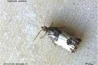 Spilonota ocellana