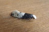 Trichophaga tapetzella
