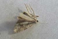 Isotrias rectifasciana