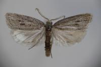 Ditula joannisiana