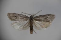 Ditula joannisiana