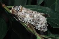 Cossus cossus