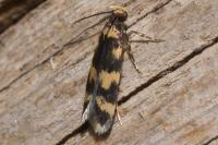 Oegoconia
