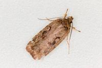 Agonopterix ocellana