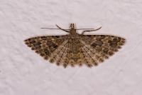 Alucita hexadactyla