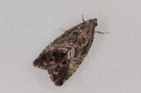 Cydia splendana