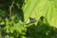 Adela reaumurella
