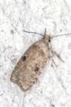 Agonopterix propinquella