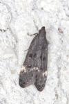 Dichomeris alacella
