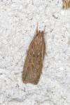 Helcystogramma triannulella
