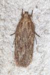 Depressaria