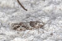 Recurvaria nanella
