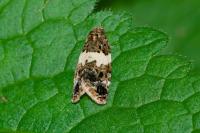 Olindia schumacherana