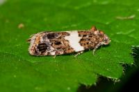 Olindia schumacherana