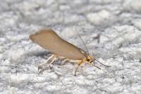 Crassa unitella