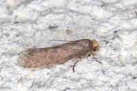 Cephimallota crassiflavella
