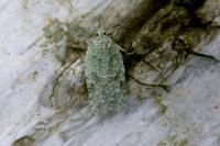 Acleris literana