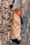 Triodia sylvina