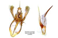 Dichomeris acuminata
