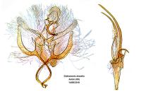 Dichomeris alacella