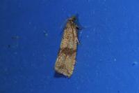 Celypha striana