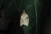 Clepsis spectrana
