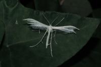 Pterophorus pentadactylus