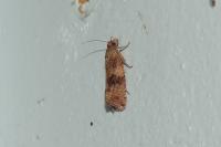 Celypha striana