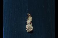 Neocochylis molliculana