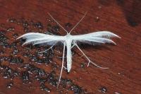 Pterophorus pentadactylus