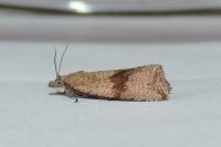Celypha striana