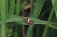 Dichrorampha petiverella