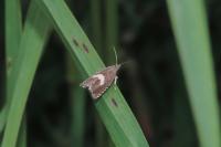 Dichrorampha petiverella