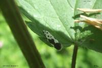 Ethmia quadrillella
