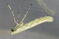 Povolnya leucapennella