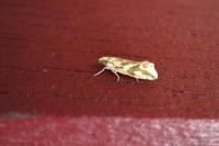 Thiodia citrana