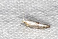 Argyresthia spinosella