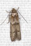 Blastobasis phycidella