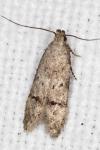 Teleiodes vulgella
