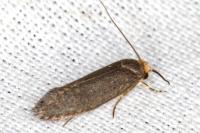 Cephimallota crassiflavella