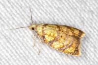 Acleris bergmanniana