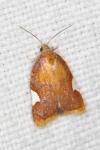Acleris holmiana