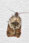 Acleris variegana