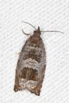 Ancylis achatana
